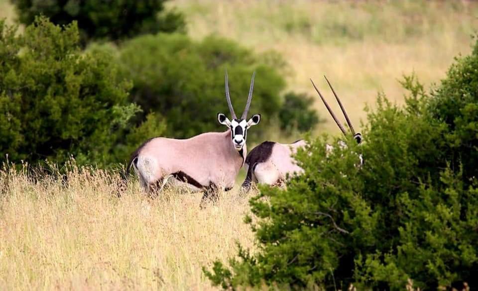 Letsatsi Game Lodge Smithfield Экстерьер фото