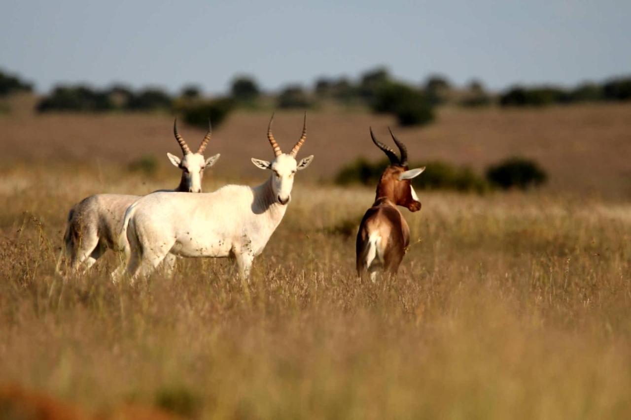 Letsatsi Game Lodge Smithfield Экстерьер фото