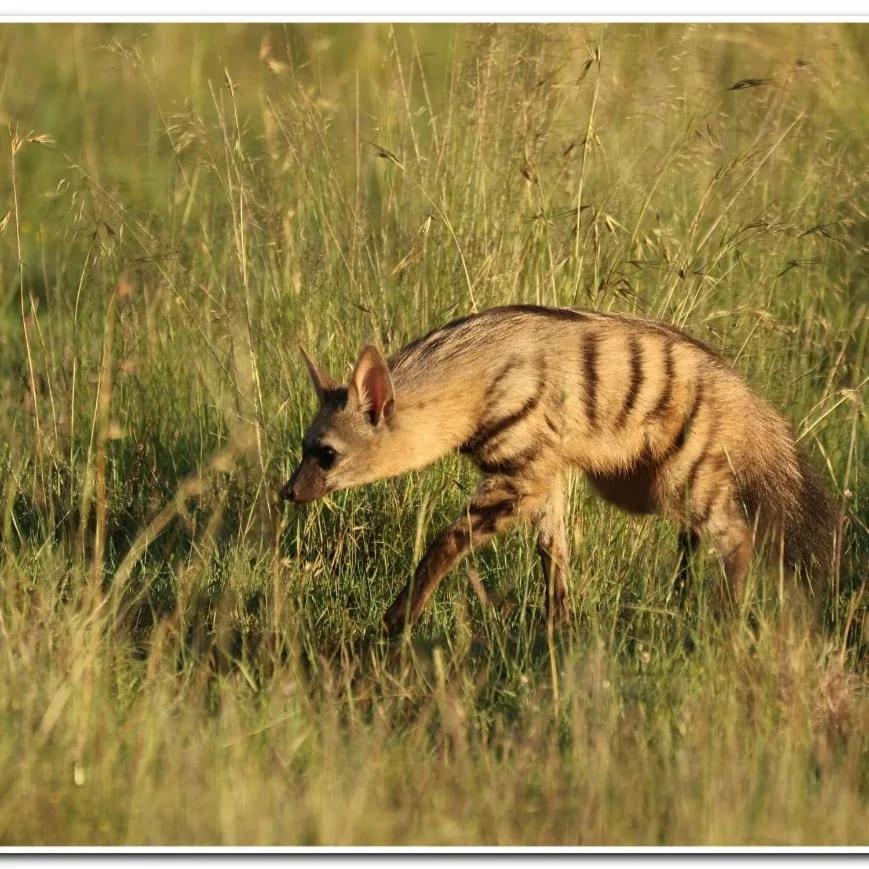 Letsatsi Game Lodge Smithfield Экстерьер фото
