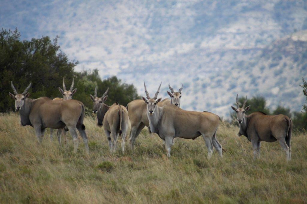 Letsatsi Game Lodge Smithfield Экстерьер фото